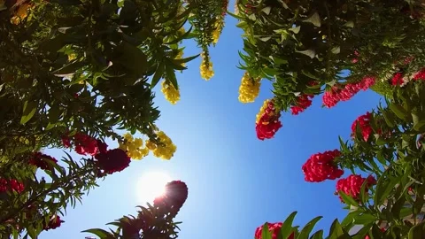 Low Angle View of Vibrant Red and Yellow Flowers Against Bright Blue Sky Stock-Footage 342101342