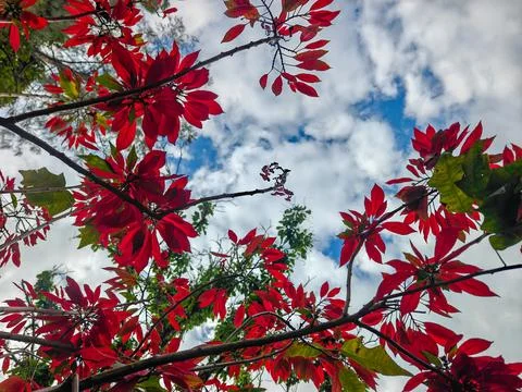 Low angle view of vibrant red poinsettia tree branches Stock Photos