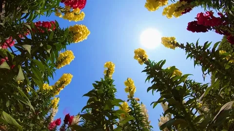 Low Angle View of Vibrant Snapdragons Swaying Under Bright Sunny Blue Sky Stock Footage 342101104