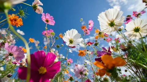 Low angle view of vibrant wildflowers in various colors on blue sky Stock Footage 315554786