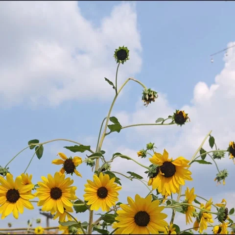 Low angle view of vibrant yellow sunflowers blooming under a bright blue sky. Video stock 332893467