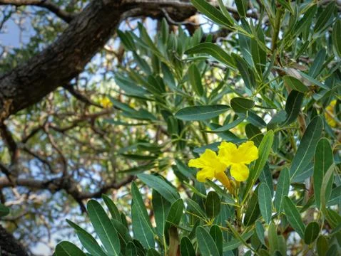 Low Angle View of Vibrant Yellow Flower on the Tree Stock-Fotos