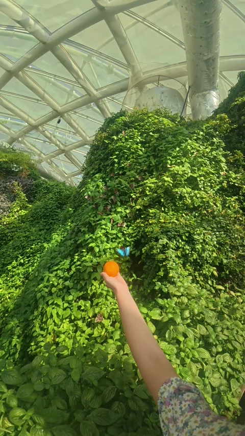 Low-angle view of visitor holding small orange citrus fruit toward dense Stock Footage 344875908