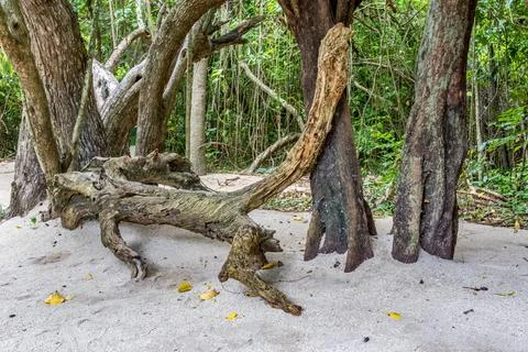 A low-angle view of a weathered log washed up on the sandy beach Stock Photos