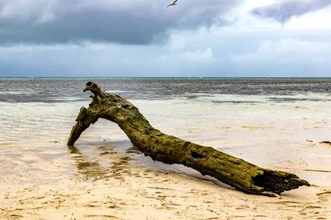 A low-angle view of a weathered log washed up on the sandy beach Stock Photos