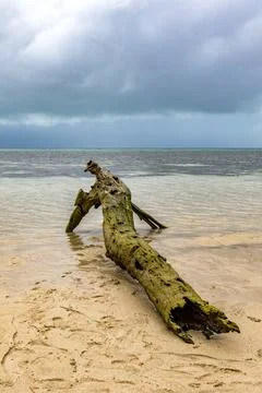 A low-angle view of a weathered log washed up on the sandy beach Stock Photos