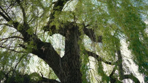 Low angle view of Weeping Willow in the forest Stock Footage 293665862