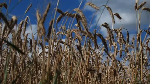 Low angle view of the wheat. Blue sky on the background.2013 Stock Footage 49110329