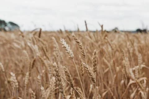 Low angle view of a wheat crop field. 스톡 사진