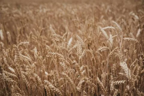 Low angle view of a wheat crop field. Stock Photos