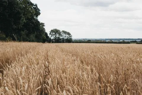 Low angle view of a wheat crop field, selective focus. Stock Photos