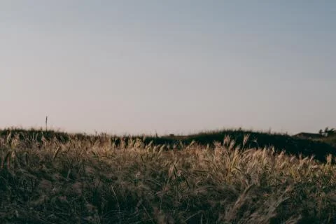 Low angle view of a wheat crop field against the sky. Stock Photos