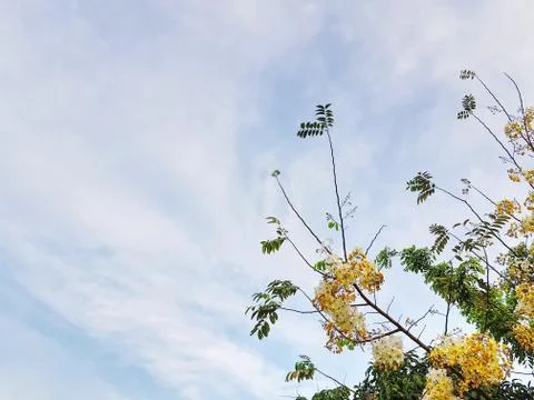 Low Angle View of White and Yellow Flowering Tree Against Cloudy Sky Stock Photos