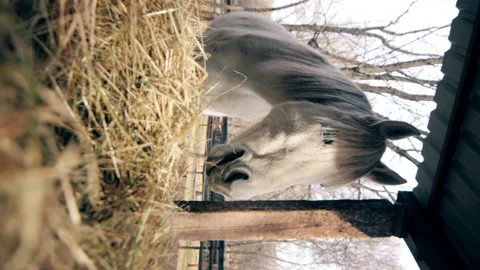 Low angle view of white Andalusian portuguese breed horse eating hay. 스톡 동영상 170437679