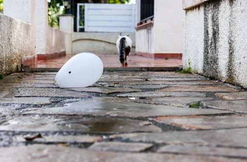 Low angle view of a white balloon lying on wet stone pavement in a resident.. Stock Photos