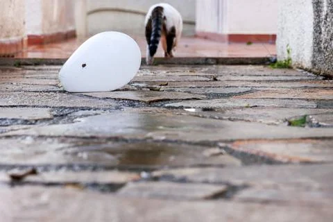 Low angle view of a white balloon lying on wet stone pavement in a resident.. Stock Photos