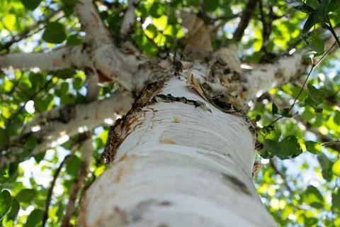 Low Angle View of White Birch Tree Trunk 库存照片