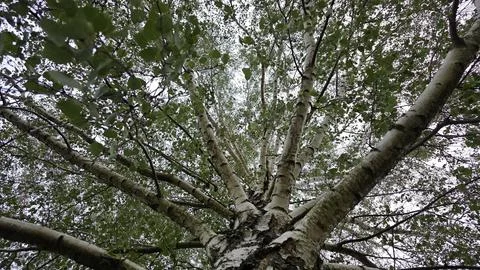 Low angle view of white birch tree trunk with green leaves spreading agains.. Fotos de archivo