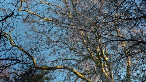 Low angle view of white cherry blossom branches against sky Stock Footage 332604898