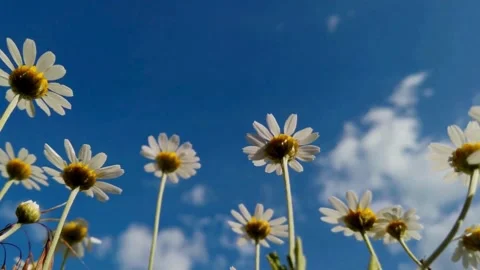 Low angle view of white daisies swaying under a clear blue sky Stock Footage 336400137