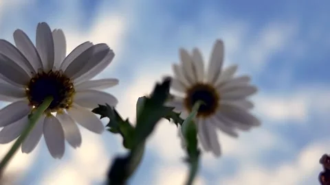 Low angle view of white daisies swaying gently in summer breeze against blue Video stock 341489802