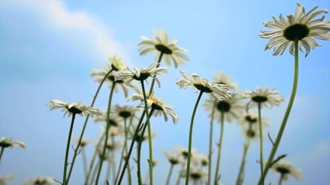 Low Angle View of White Daisies Swaying Gently in a Summer Breeze Stock Footage 342018169