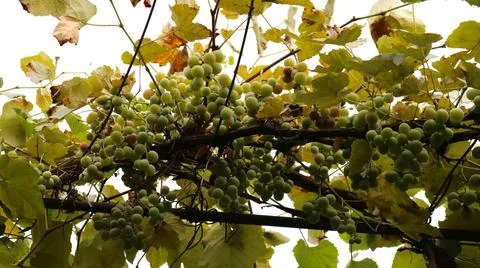 Low-angle view of white grape clusters on the vine Stock Photos