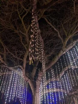 Low Angle View of White LED Light Strands Hanging from Large Winter Tree Stockfoto's