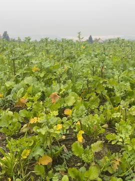 Low Angle View of White Mustard Cover Crop Growing Across an Autumn Farm Fiel Stock Photos