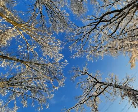 Low angle view of white snow covered tree branches against blue sky. Foto stock