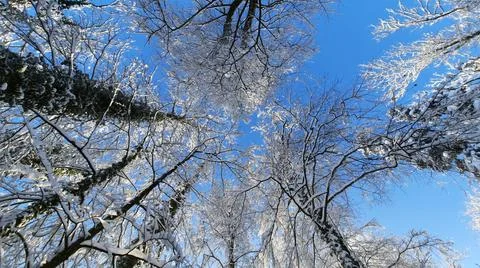 Low angle view of white snow covered tree branches after snowstorm against be Foto stock