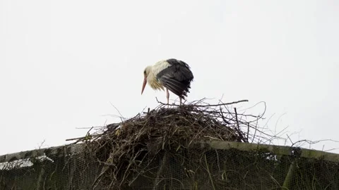 Low Angle View of White Stork Gathering Branches and Twigs to Build a Nest Home Video stock 336777768