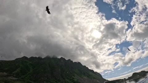 Low angle view of white tailed sea eagle soaring in dramatic sky Lofoten Vídeos de archivo 344047635