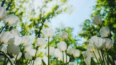 Low angle view of white tulips blooming in spring garden under bright sunli.. Stock-Footage 334764136