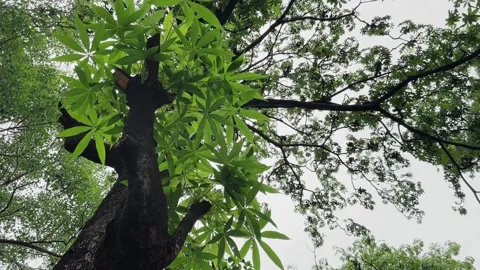 Low Angle View of Wild Almond Jangli Badam Tree Canopy Gently Swaying Stock Footage 340974619