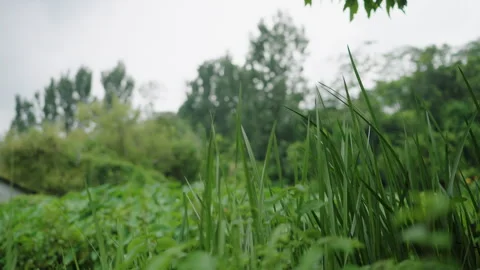 Low Angle View of Wild Green Grass Swaying under Overcast Sky Stock Footage 347199441