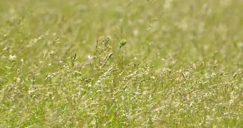 Low-Angle View of Wild Weeds Swaying in the Breeze Stock Footage 256024428