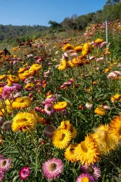 Low Angle View of Wildflower Field Stock Photos