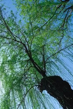 Low angle view of willow tree against blue sky Stock Photos