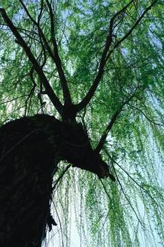 Low angle view of willow tree against blue sky Stock Photos