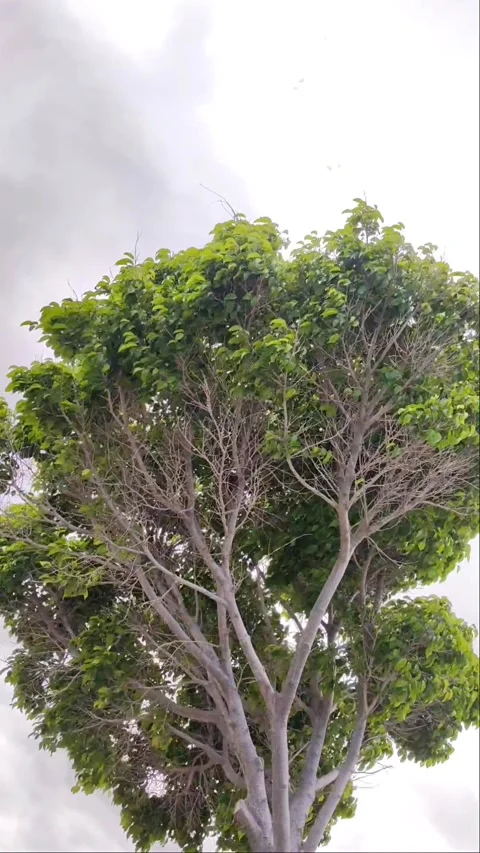 Low Angle View of Wind Blowing Through Tree Branches 4K Vertical Video stock 335281489