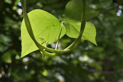 Low angle view of a winged bean vine leaflet Stock Photos