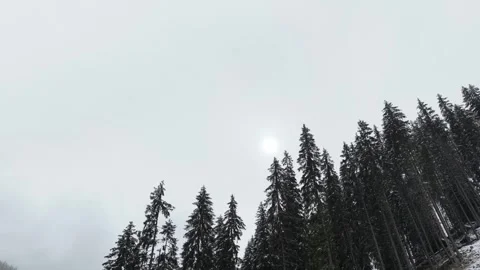 Low angle view of winter forest treetops under cloudy sky Video stock 327563063