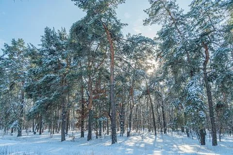 Low-angle view of a winter forest, coniferous trees with golden-lit snow-cove Stock Photos