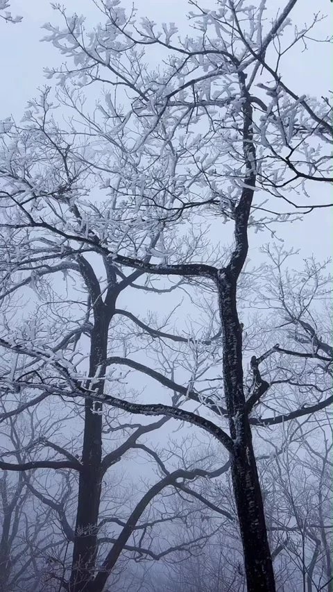 Low Angle View of Winter Trees with Rime Ice and Fog Vertical Video Video stock 326019682