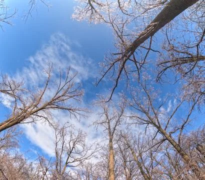 Low angle view of winter trees against blue sky. Stock Photos