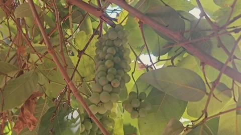 Low angle view of  yellow bunch grapes hanging on tree in a small garden Stock Footage 285638407