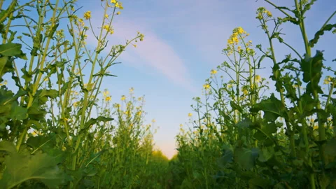 Low angle view of yellow canola field in full bloom under clear blue sky, v.. 스톡 동영상 346078013