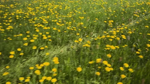 Low Angle View of Yellow Dandelions in a Meadow During a Walk Video stock 308305855