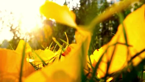 Low Angle View of Yellow Flowers in Grass with Bright Sunlight Stock-Footage 309547177
